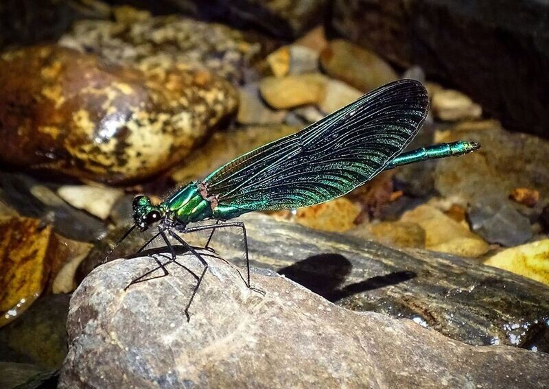 "Morwyn Dywyll" ("Beautiful Demoiselle" Damselfly), Sir Gaerfyrddin