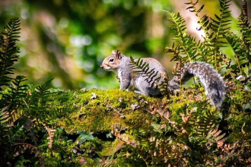 "Gwiwer Lwyd" ("Grey Squirrel"), Sir Gaefyrddin