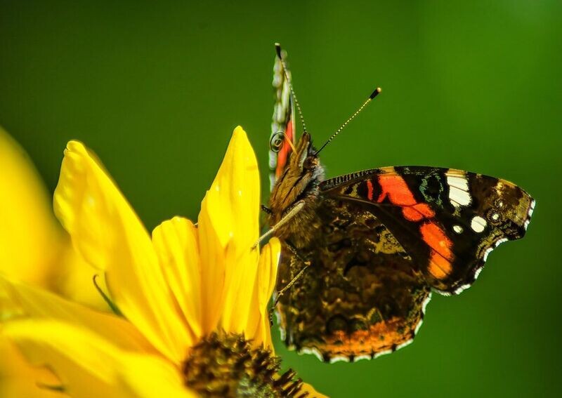 "Glöyn yr Ysgall" ("Painted Lady Butterfly"), Sir Gaerfyrddin