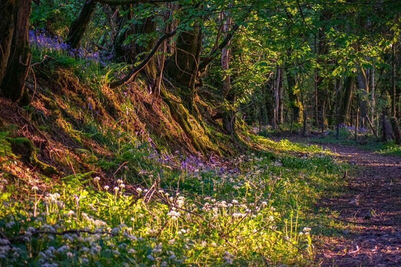 "Clychau'r Gog" ("Bluebells"), ger Llanglydwen, Sir Gaerfyrddin.