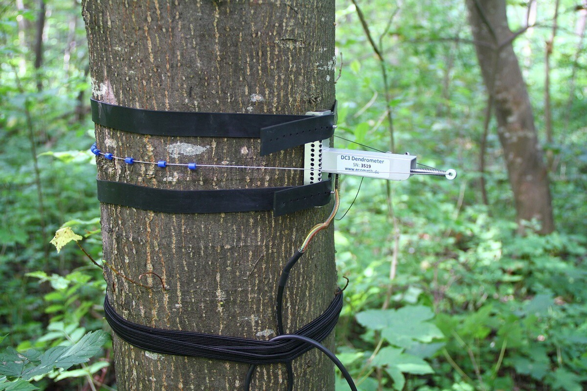Sensor dendrómetro de tronco o tallo Agronic