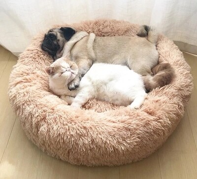 Vip Bed - Dogs &amp; Cats❤️