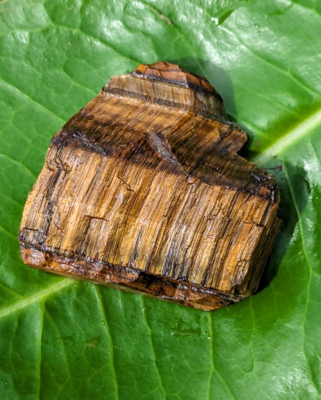 Tiger Eye