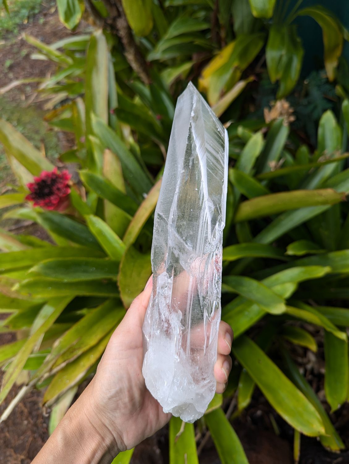Lemurian Special