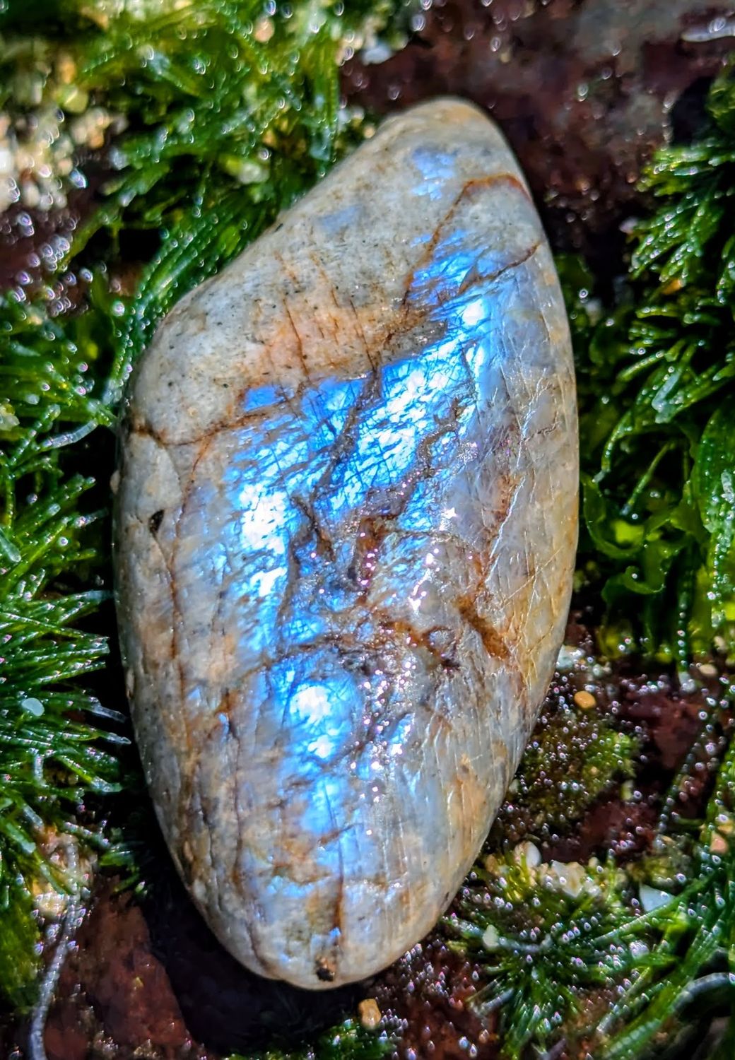 Wisconsin Moonstone Flash SP