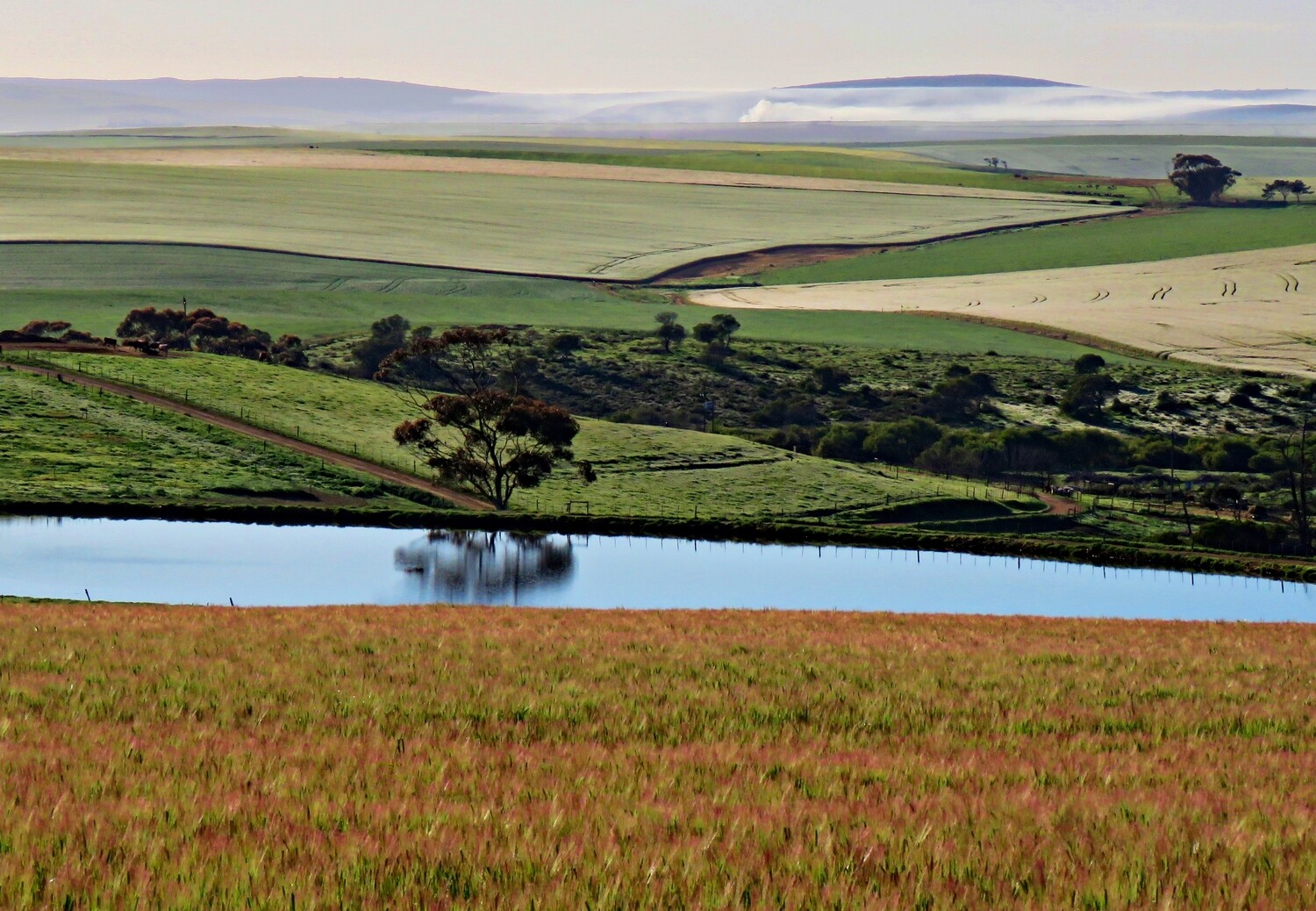 Canvas Print - Lone Tree Reflection