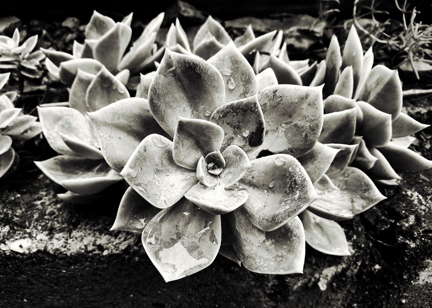 Canvas Print - Black &amp; White