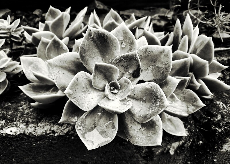 Canvas Print - Black &amp; White