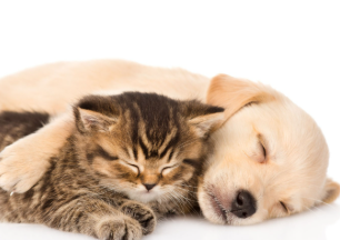 852PETS