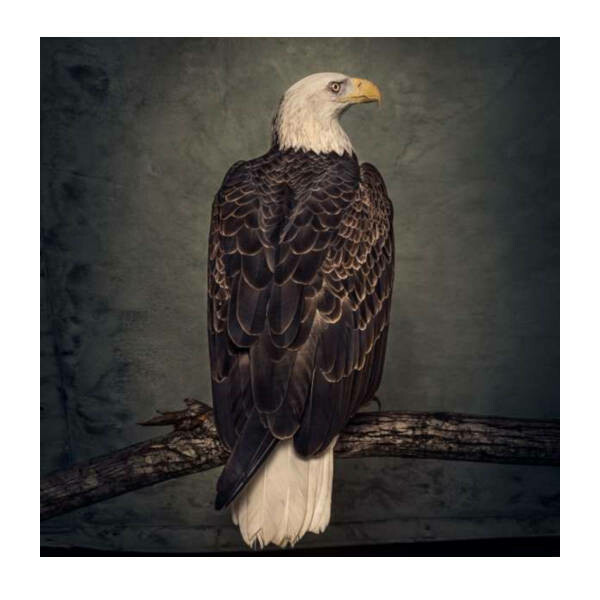 Clutch - Book Of Bad Decisions 2LP Vinyl Records Clutch - Book Of Bad Decisions 2LP Vinyl Records