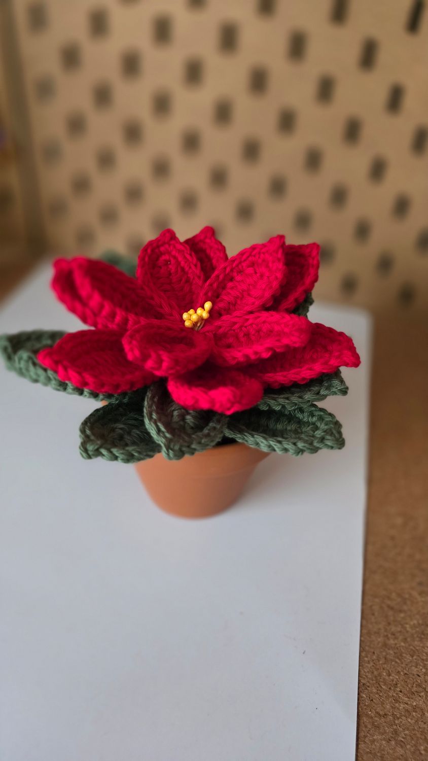 Cvet svetlobe (Začetek 15.12.2025)