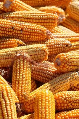 Grains