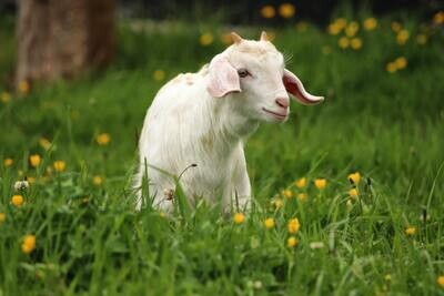 Goats/Sheep