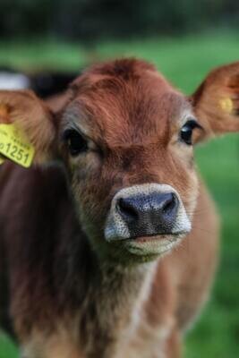 Calves/Dairy