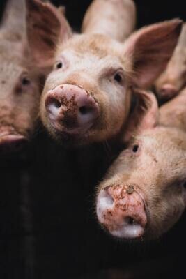 Pig