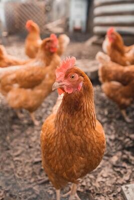 Chicken Feed