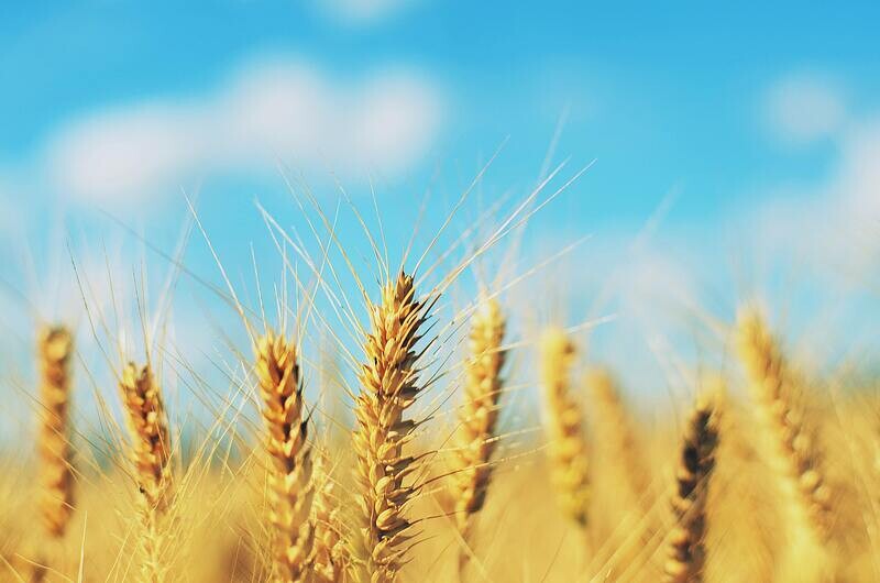 Whole Barley 20kg
