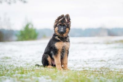 Dog