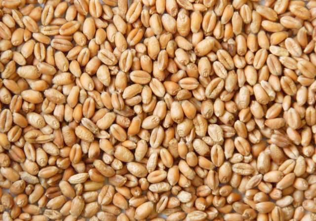 Whole Wheat 10kg