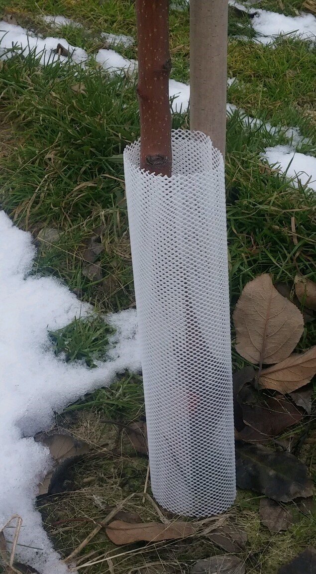 Flexguard Tree Wraps