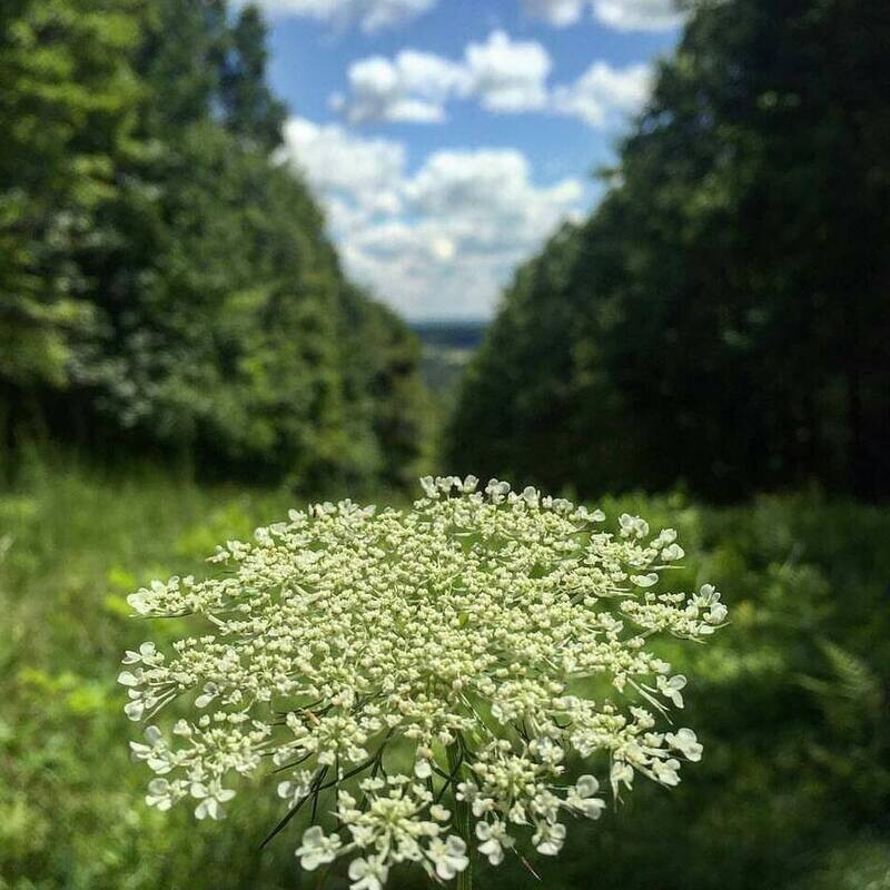 Summer Access Pass