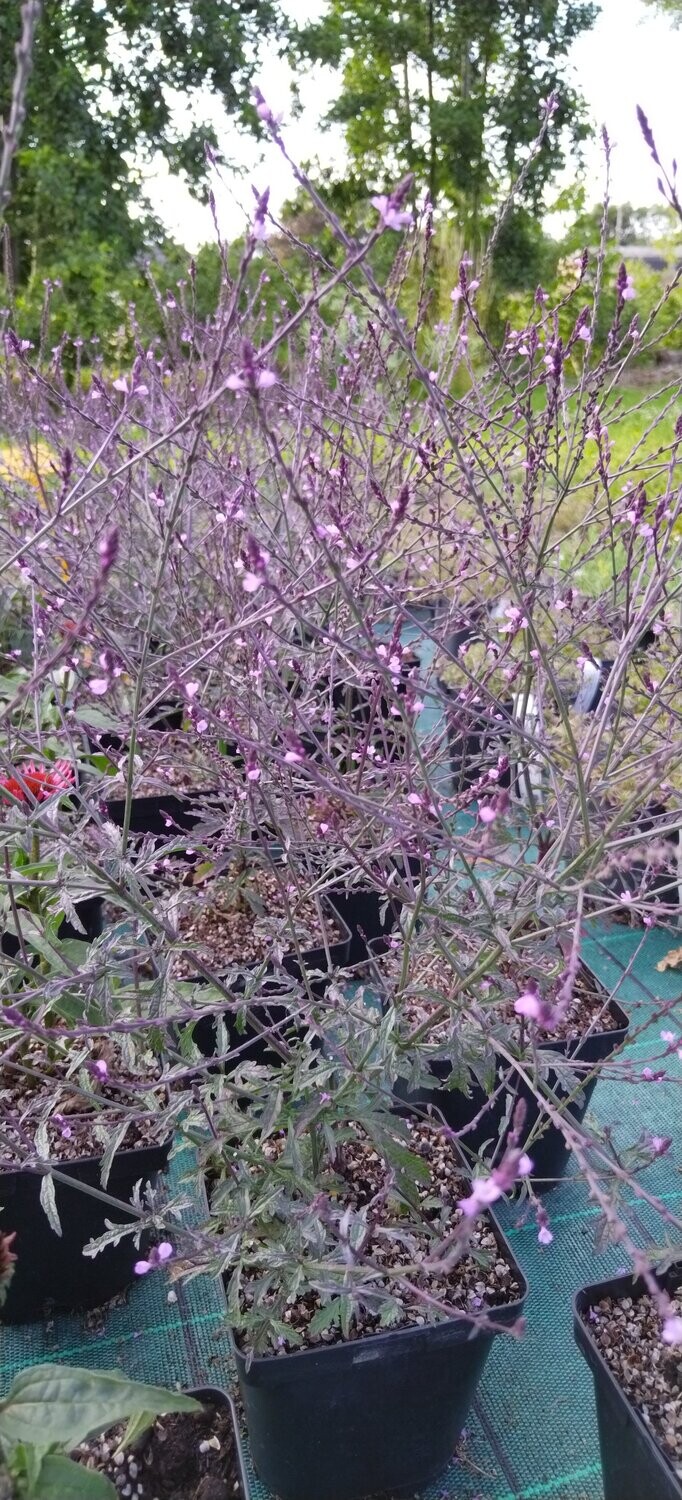 Verbena officinalis Bampton violette - Verveine officinale Bampton