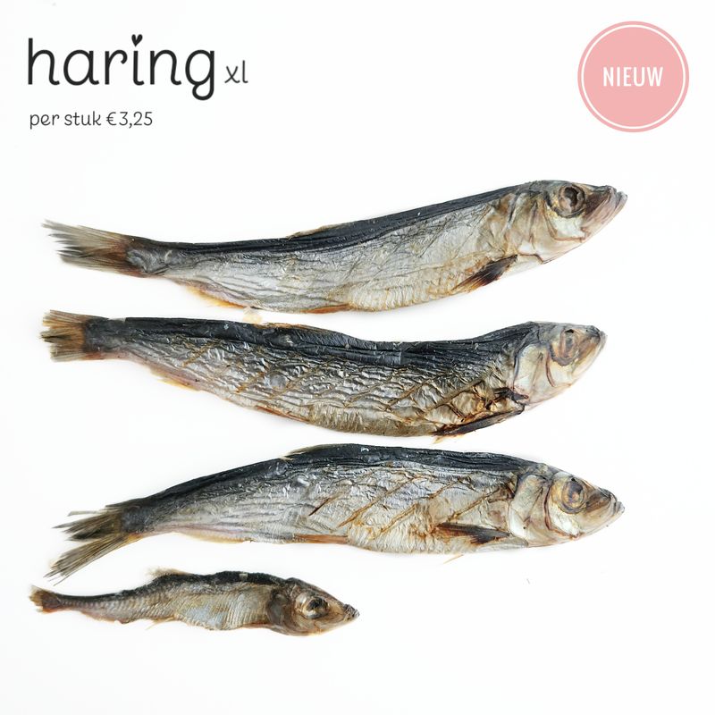 Haring - xl