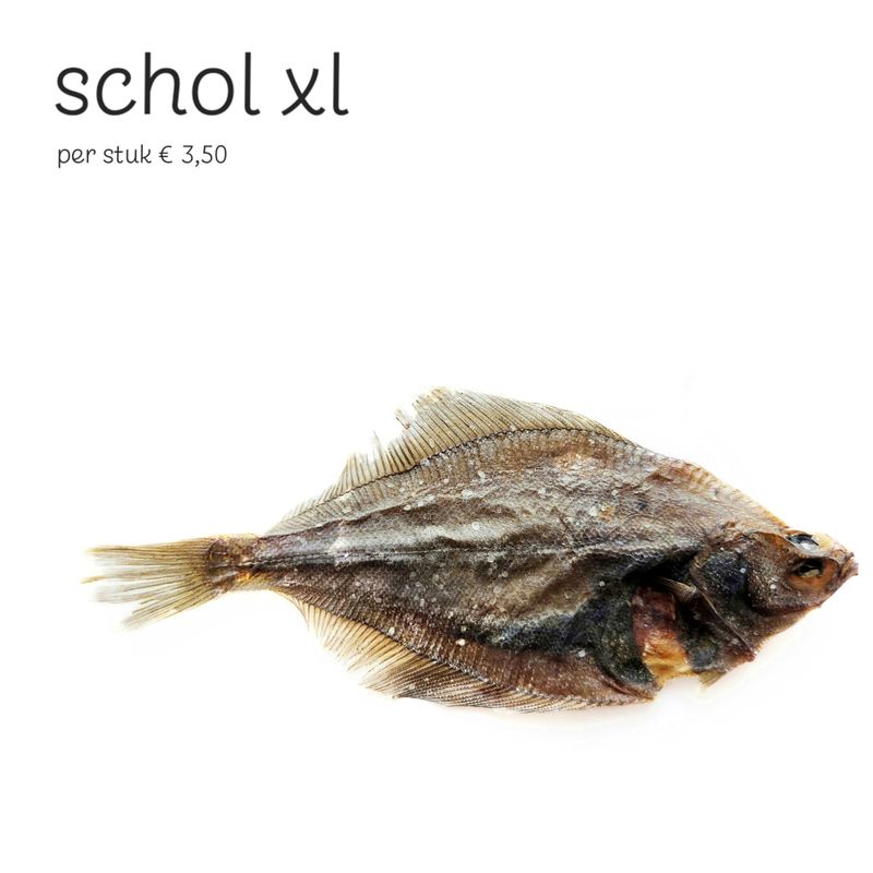 schol xl