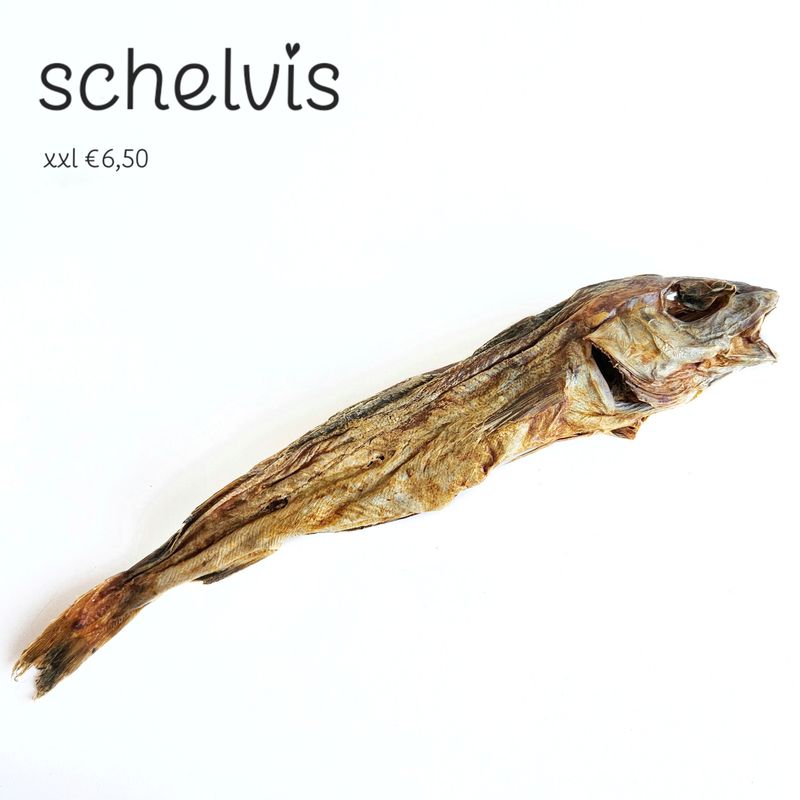 Schelvis - xxl