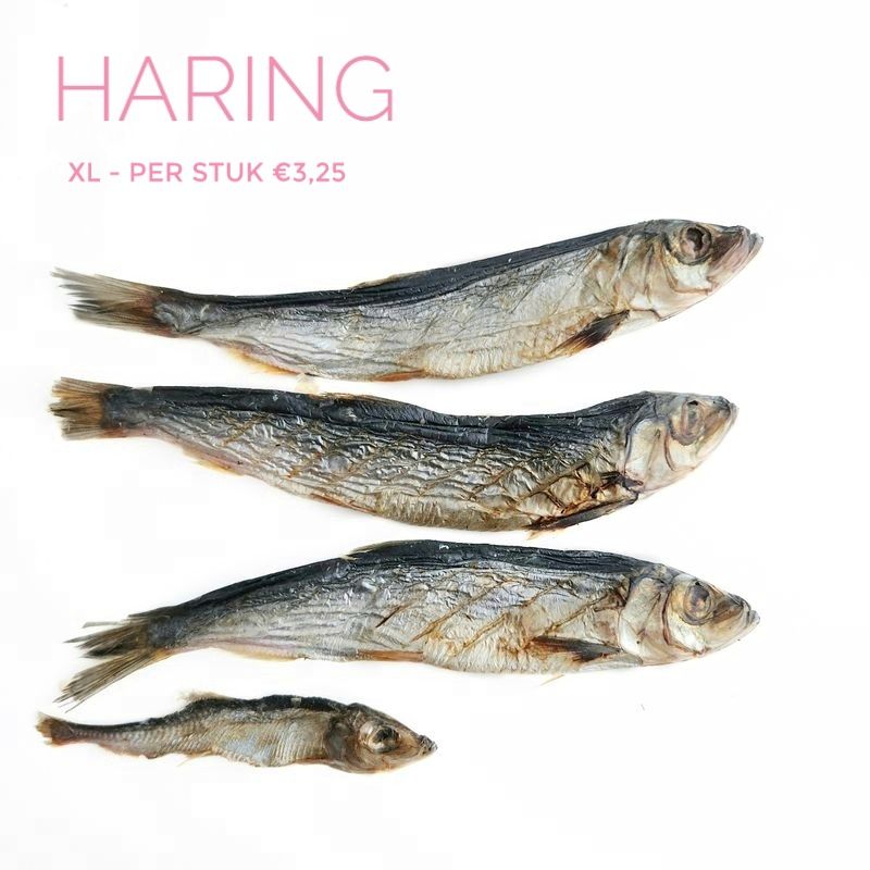 Haring - xl