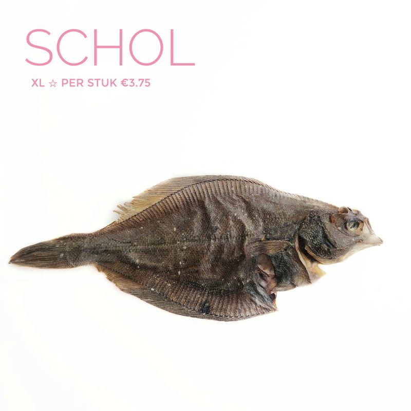 schol xl