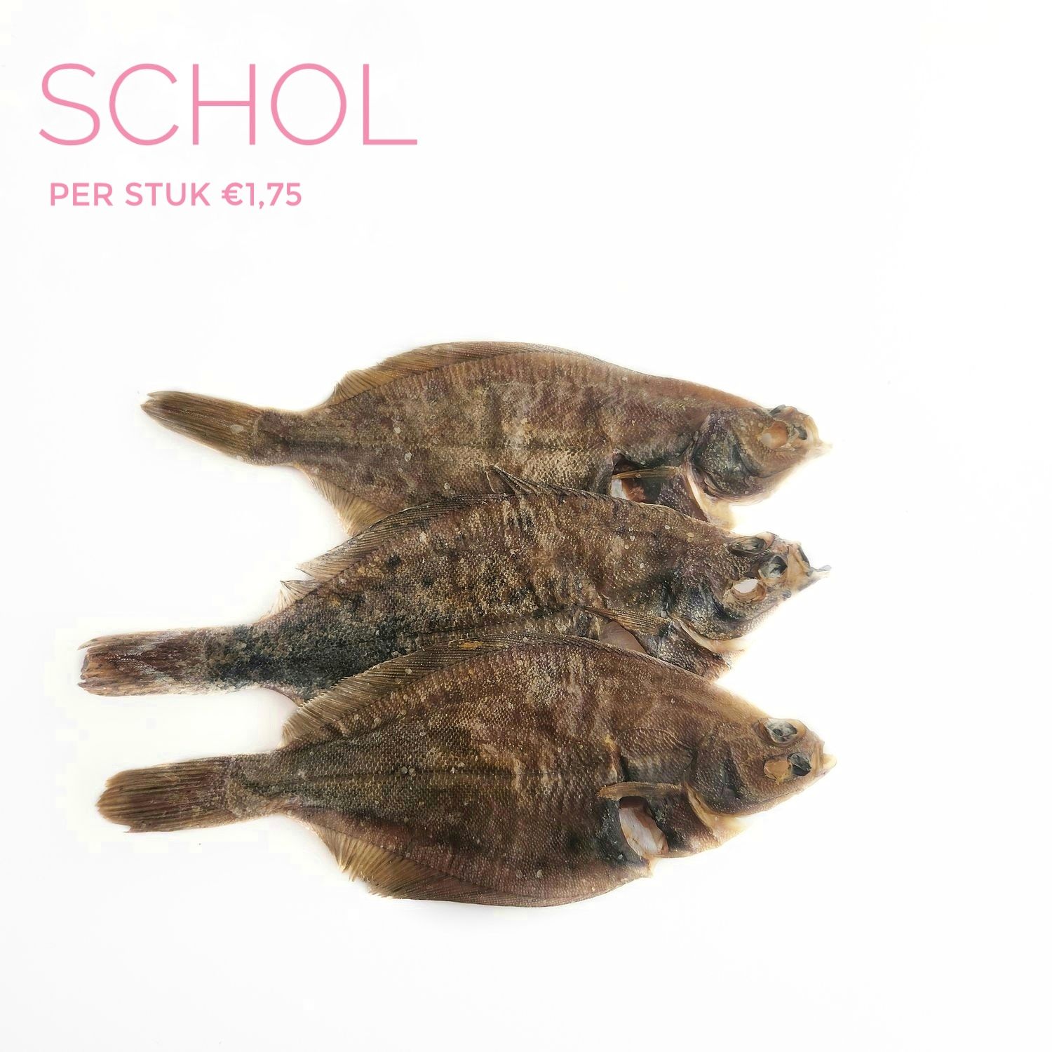 schol klein