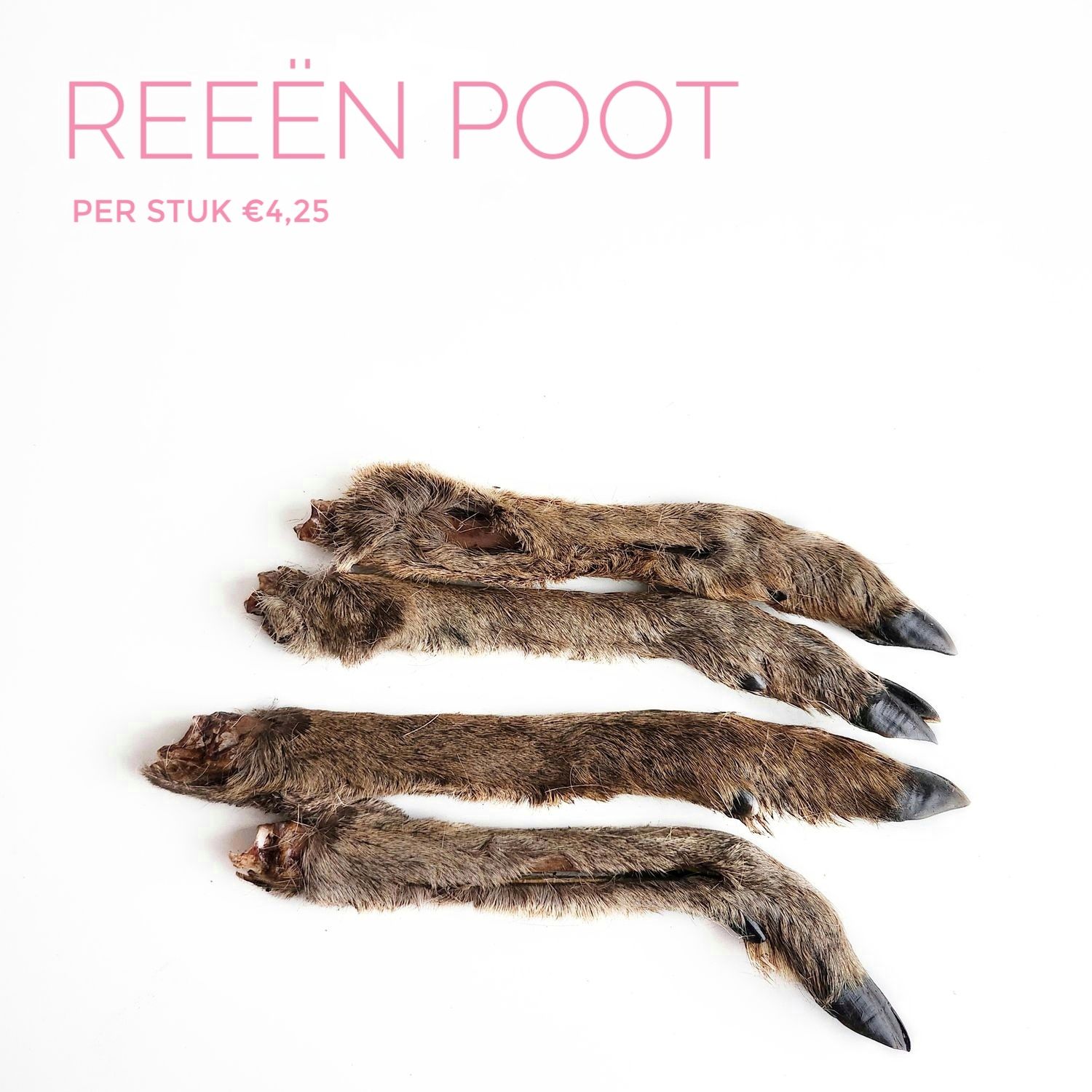 Reeën poot
