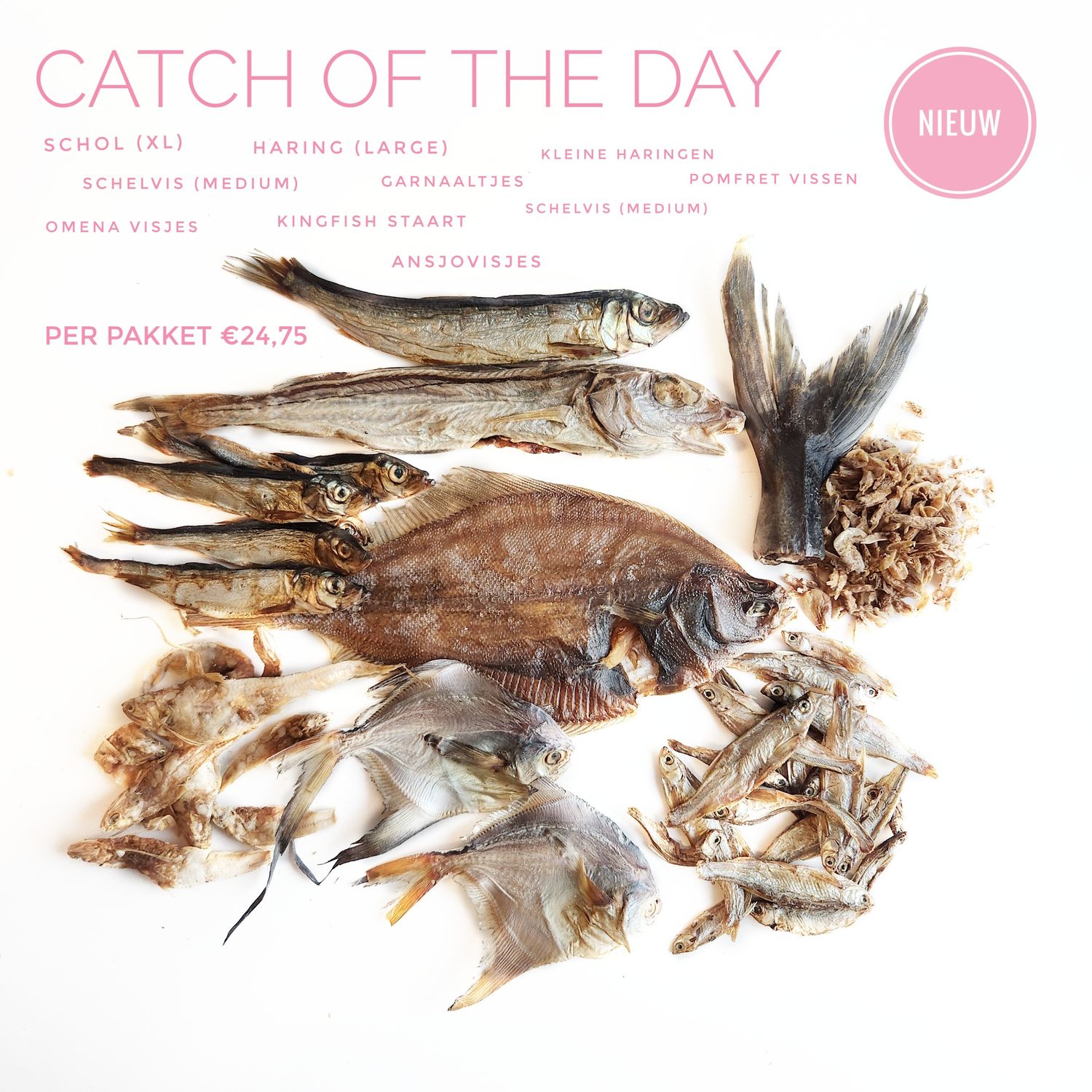 Catch of the day Catch of the day