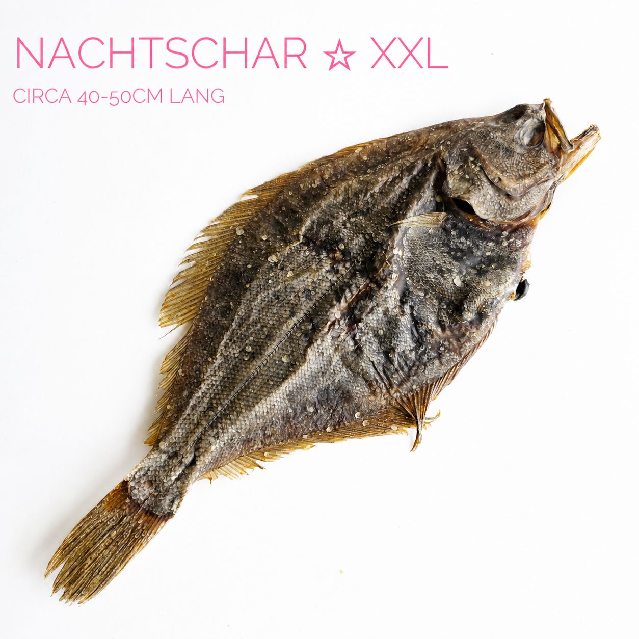 Nachtschar XXL