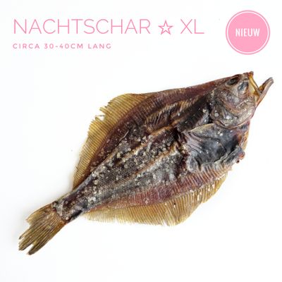 Nachtschar XL