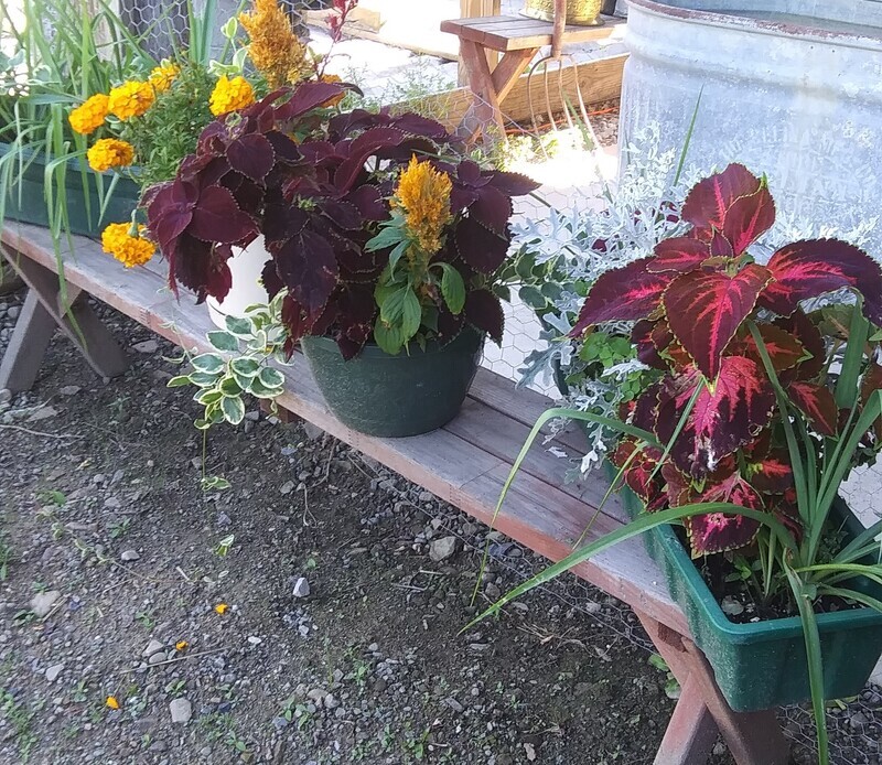 window planters and potted planters