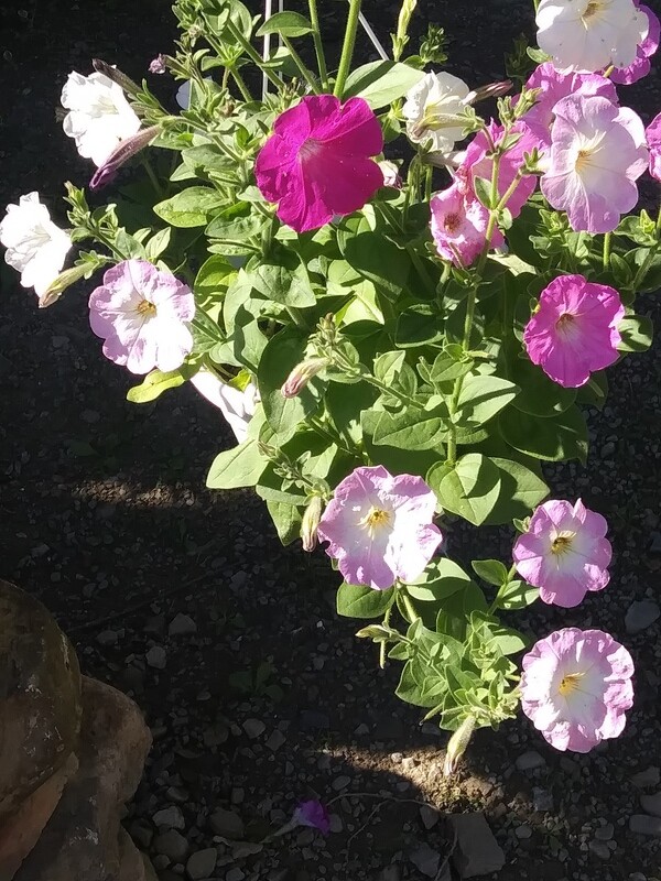 hanging baskets