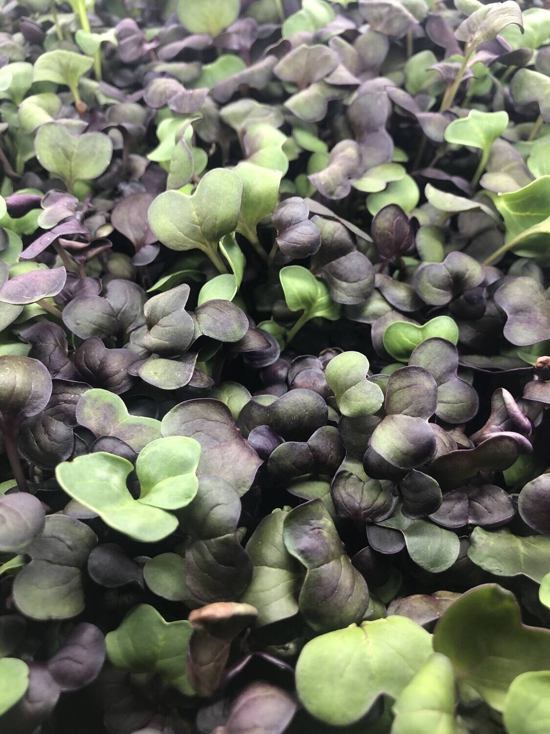 Purple Radish- Bi-Weekly Subscription