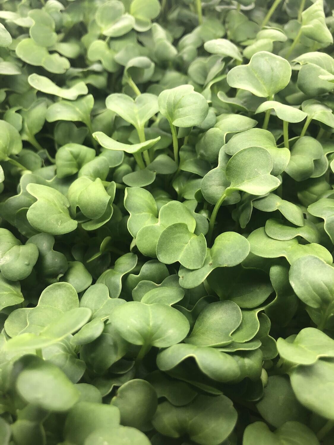 Daikon Radish- Bi-Weekly Subscription