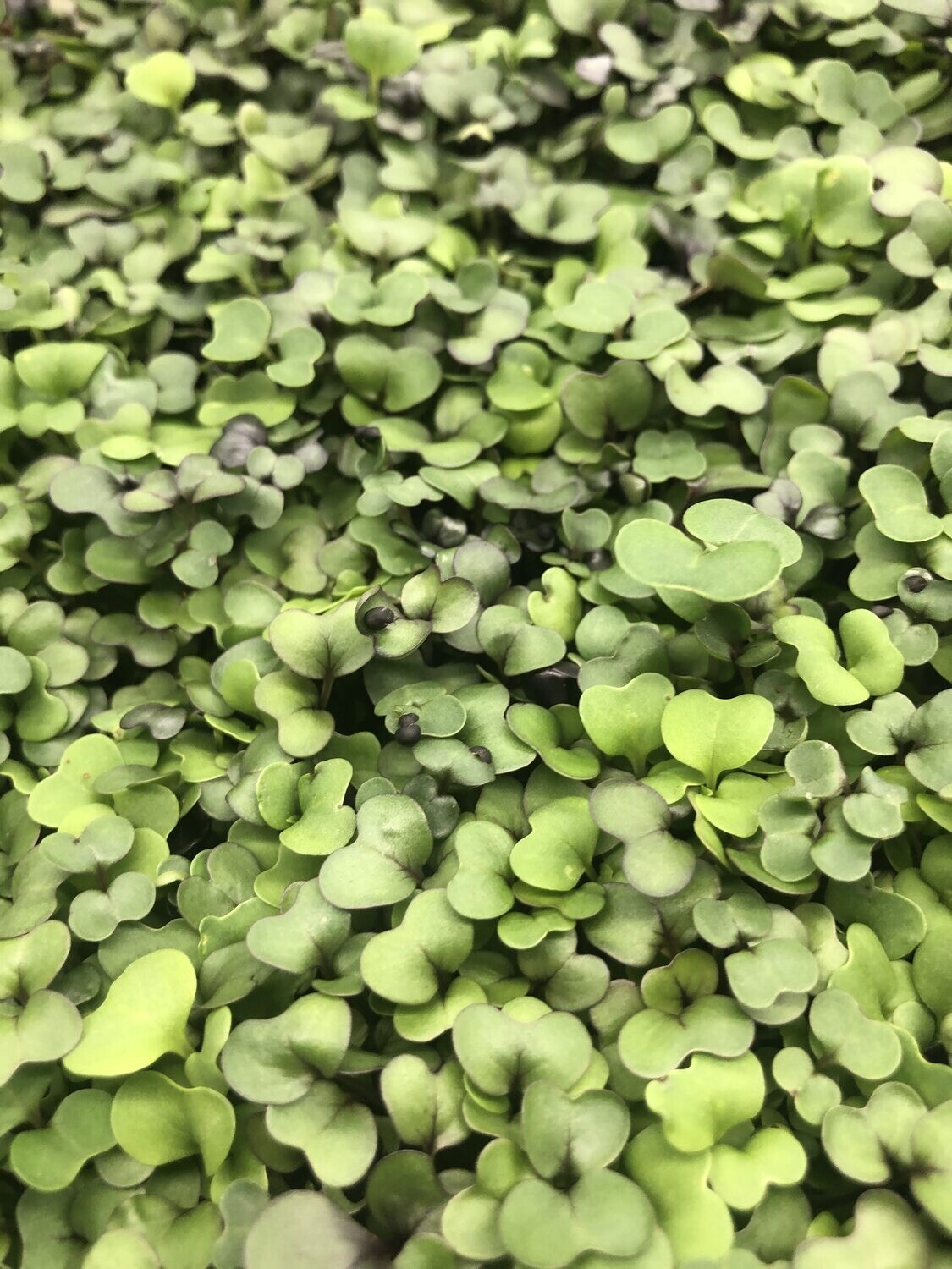 Salad Mix
