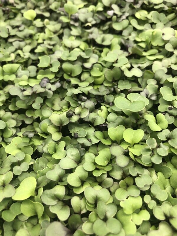 Salad Mix