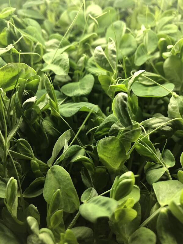 Snow Pea- Bi-Weekly Subscription