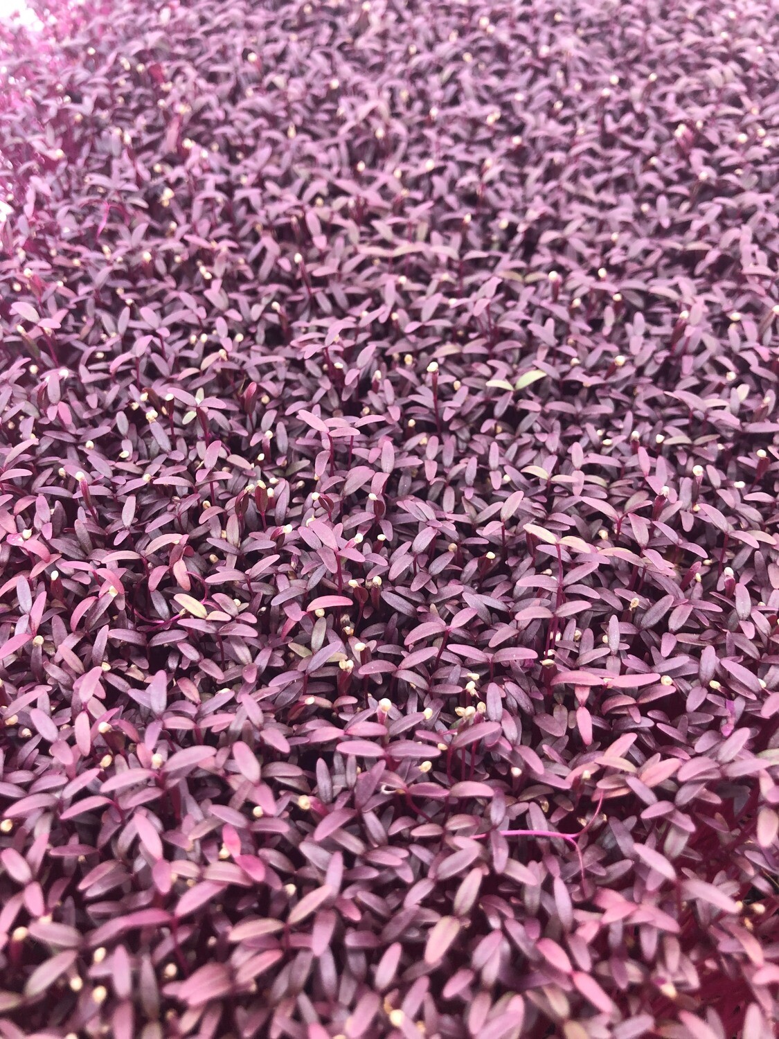 Red Garnet Amaranth