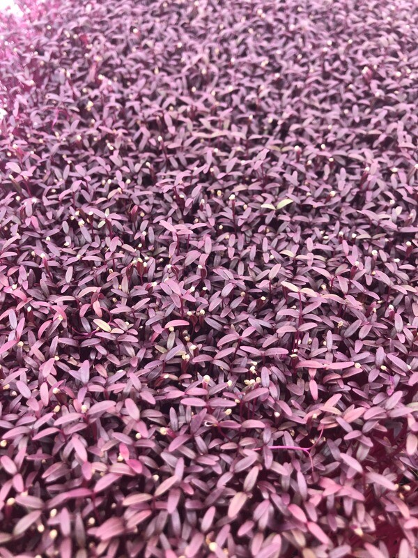 Red Garnet Amaranth