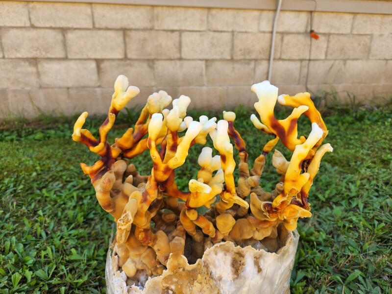 Antler Reishi Grow kit