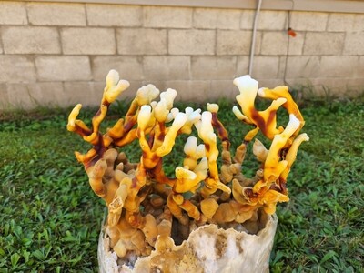 Antler Reishi Grow kit