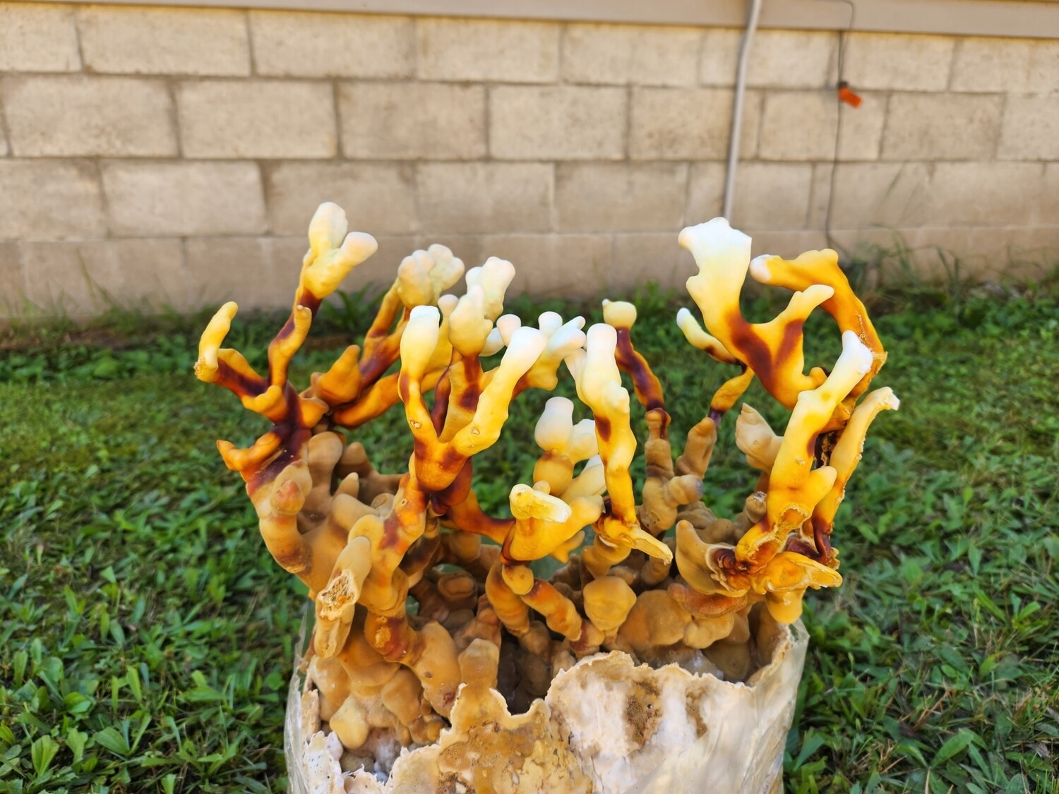 Antler Reishi Grow kit
