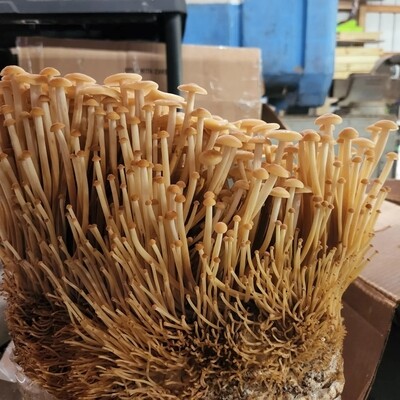 Chef Mix 1lb mushroom variety
