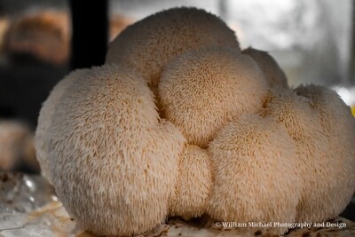 Lions Mane 1/2lb mushroom box